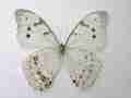 Morpho polyphemus luna (bilateral gynandromorph, verso) [Internet image property of respective owner, non commercial use only]